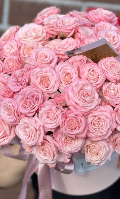 Пудровая нежность