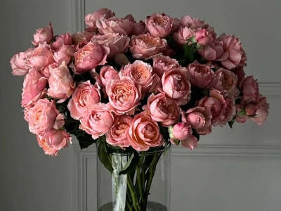 Пудровый Бум