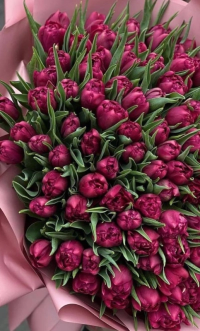 «Бархатный рассвет»