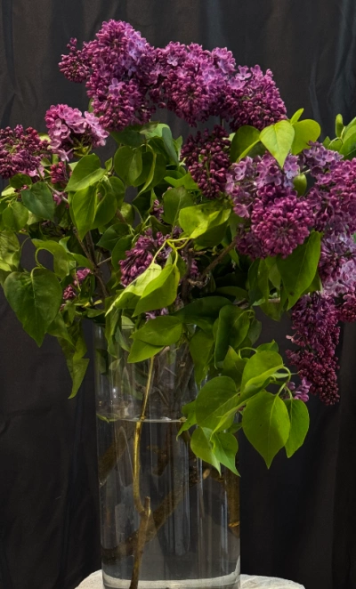 Букет из сирени «Аромат весны»