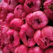 Букет из пионов &laquo;Сочные краски&raquo; 1